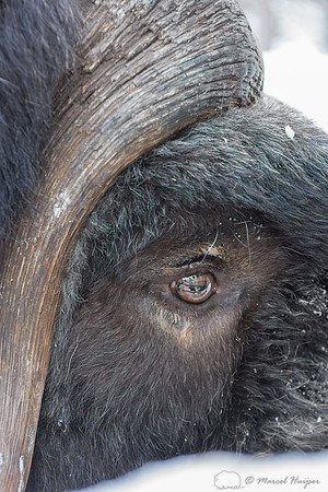Detail of Muskox  (Ovibos moschatus) in winter, Sweden, captive