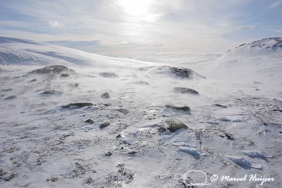 Winter landscape with blowing snow, Dovrefjell, Norway