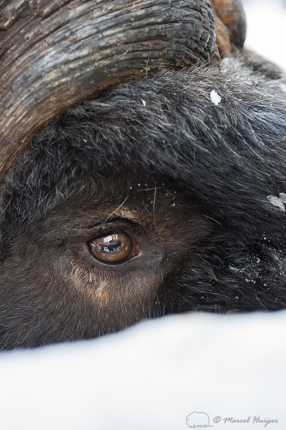 Detail of Muskox  (Ovibos moschatus) in winter, Sweden, captive