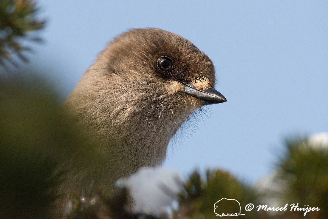 Siberian jay (Perisoreus infaustus), Sweden