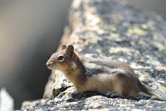 Golden-mantled ground squirrel (Callospermophilus lateralis), Montana, USA