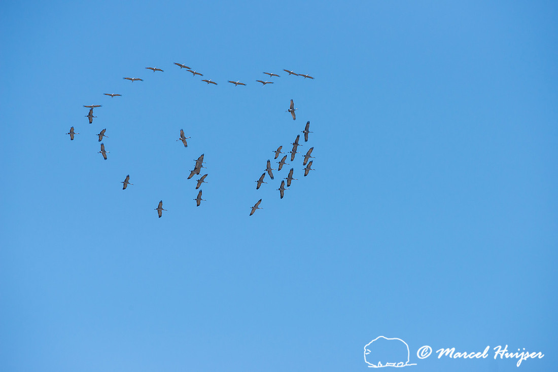 Sandhill cranes (Grus canadensis), Platte River, Nebraska, USA