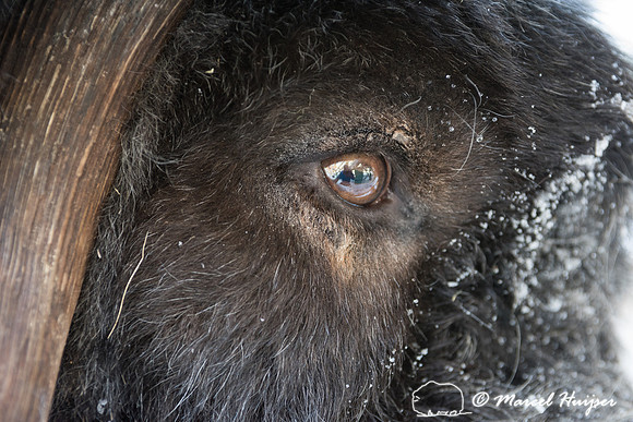 Detail of Muskox  (Ovibos moschatus) in winter, Sweden, captive