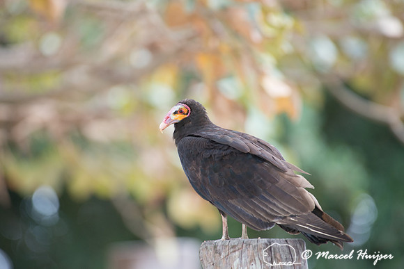 Lesser yellow-headed vulture (Cathartes burrovianus), Pantanal,