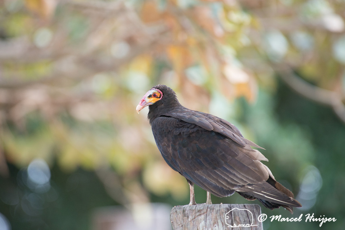 Lesser yellow-headed vulture (Cathartes burrovianus), Pantanal,