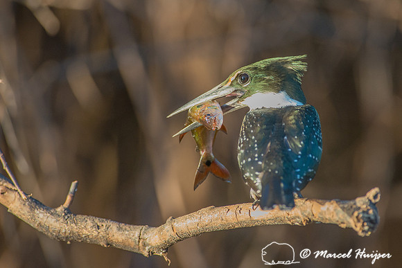 Amazon kingfisher (Chloroceryle amazona), Pantanal, Mato Grosso