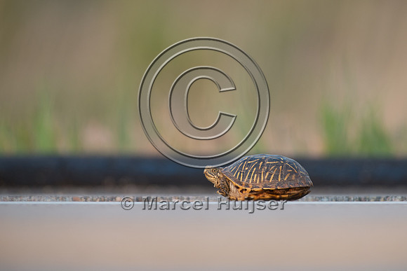Ornate box turtle (Terrapene ornata ornata) on US Hwy 83 through