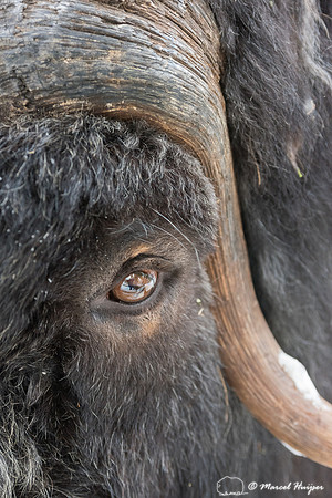 Detail of Muskox  (Ovibos moschatus) in winter, Sweden, captive