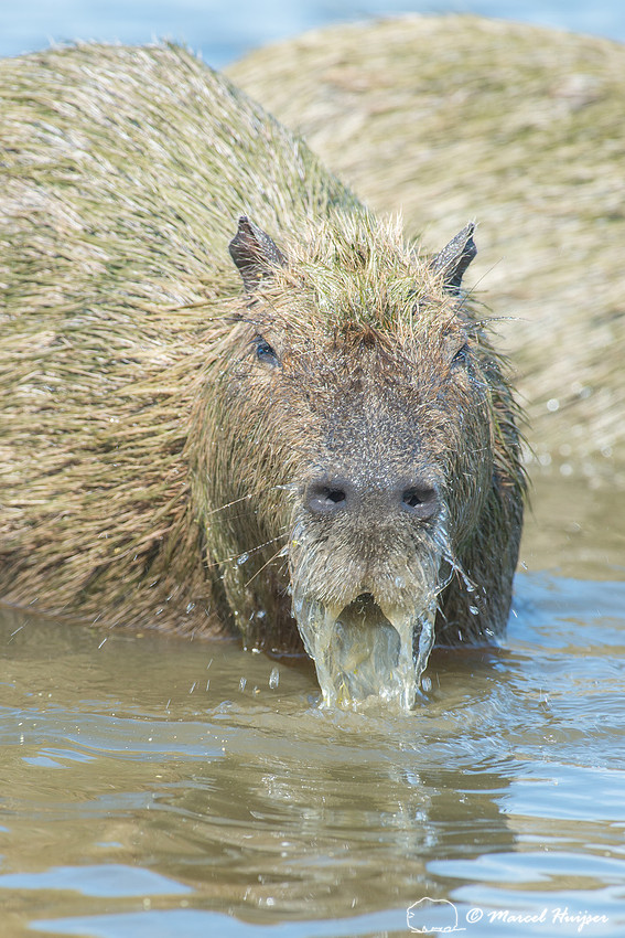 Capybara (Hydrochoerus hydrochaeris), Pantanal, Mato Grosso do S
