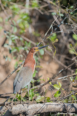 Rufescent tiger heron (Tigrisoma lineatum), Pantanal, Mato Gross