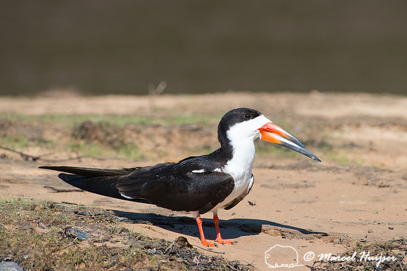 Black skimmer (Rynchops niger), Pantanal, Mato Grosso do Sul, Br