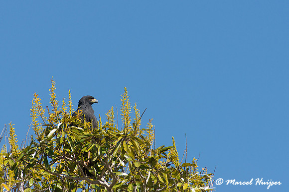 Great black hawk (Buteogallus urubitinga), Pantanal, Mato Grosso