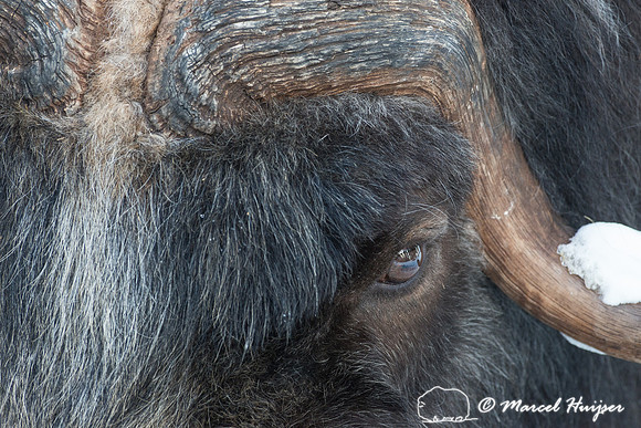 Muskox (Ovibos moschatus), Sweden (captive animal)