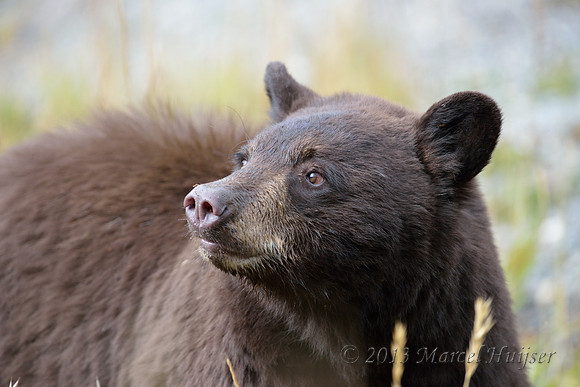 Black bear (Ursus americanus), Wyoming, USA