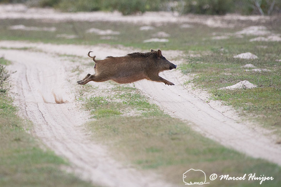 When pigs fly