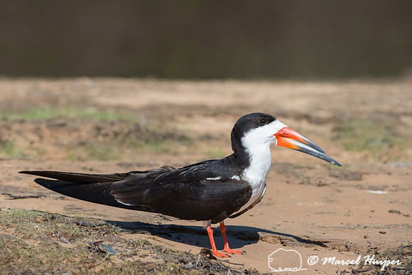 Black skimmer (Rynchops niger), Pantanal, Mato Grosso do Sul, Br