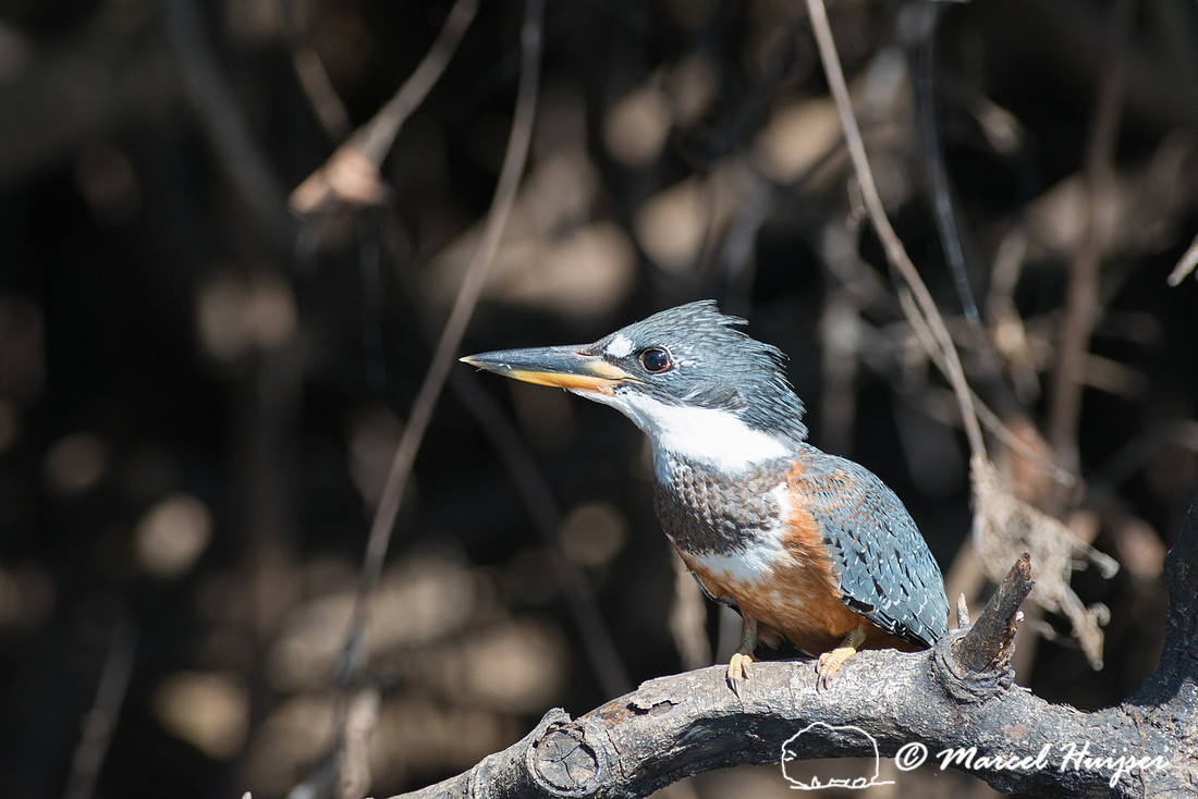 Ringed kingfisher (Megaceryle torquata), Pantanal, Mato Grosso d