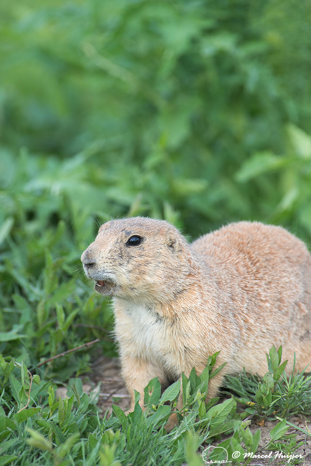 Black-tailed prairie dog (Cynomys ludovicianus), South Dakota, U