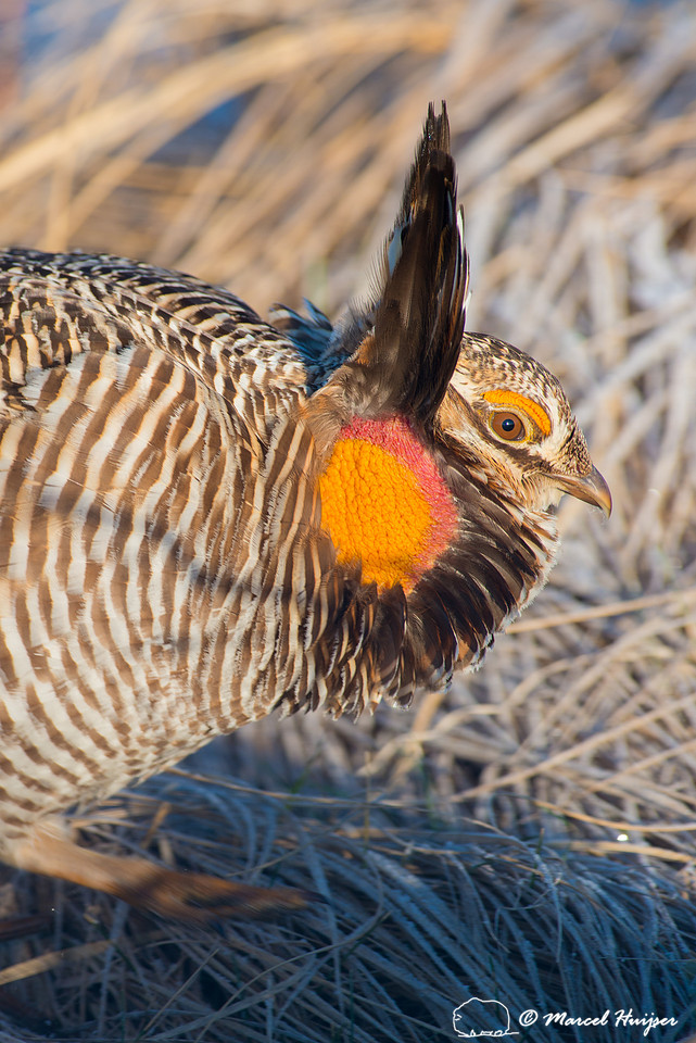 Greater prairie chicken (Tympanuchus cupido), Nebraska