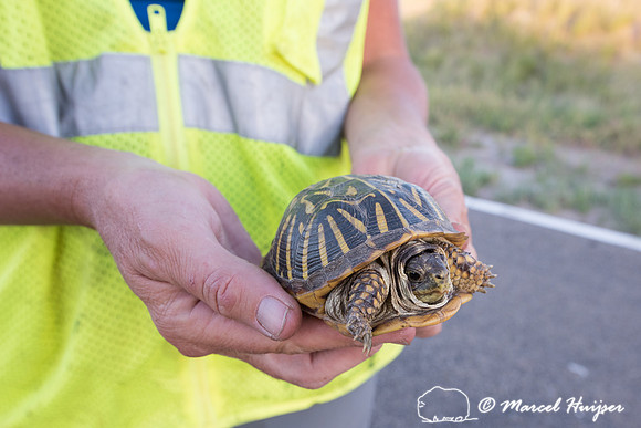 Ornate box turtle (Terrapene ornata ornata) found alive on road,