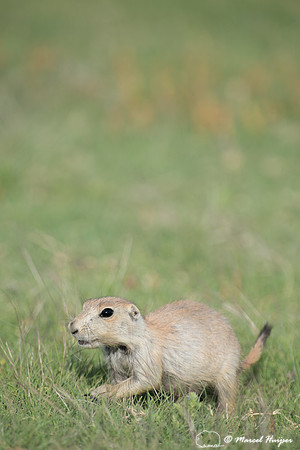 Black-tailed prairie dog (Cynomys ludovicianus), Wyoming, USA