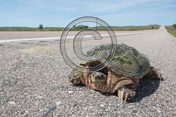 Common snapping turtle (Chelydra serpentina), Valentine National