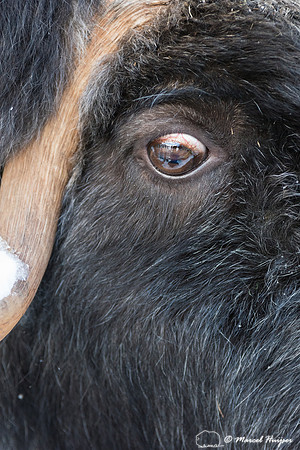 Detail of Muskox  (Ovibos moschatus) in winter, Sweden, captive
