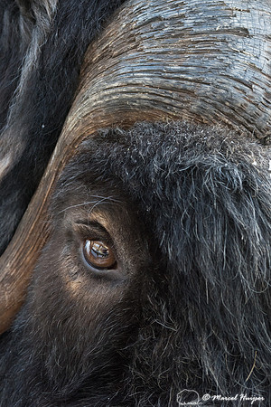Muskox (Ovibos moschatus), Sweden (captive animal)