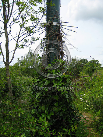 Dormouse rope bridge, United Kingdom
