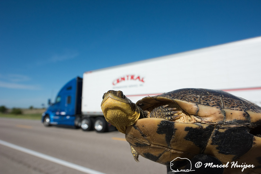 Blanding's turtle (Emydoidea blandingii) previously marked with
