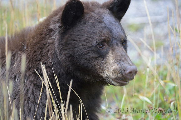 Black bear (Ursus americanus), Wyoming, USA