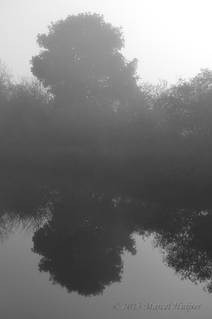 Tree reflection in fog, Point Reyes National Seashore, California, USA