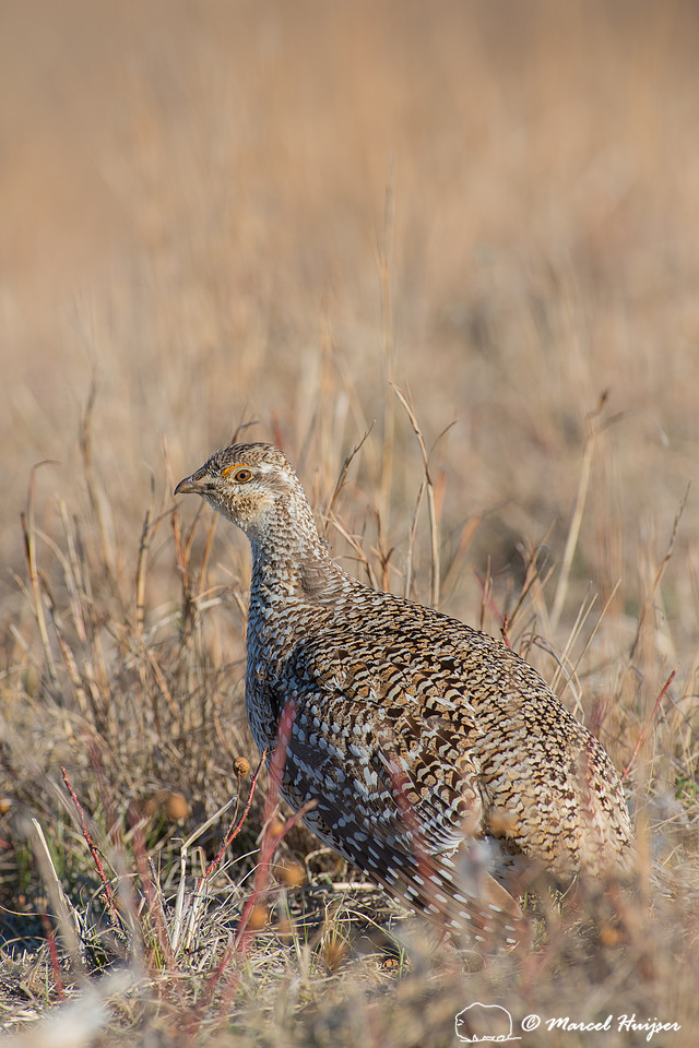 Sharp-tailed grouse (Tympanuchus phasianellus), Nebraska, USA