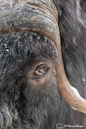 Detail of Muskox  (Ovibos moschatus) in winter, Sweden, captive