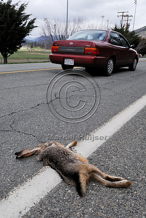 Black-tailed jackrabbit (Lepus californicus) roadkill, near Ft Jones, California, USA