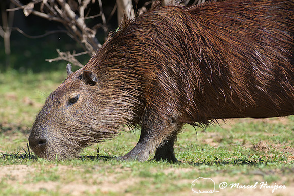 Capybara (Hydrochoerus hydrochaeris), Pantanal, Mato Grosso do S