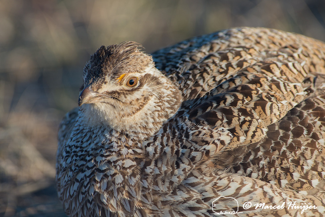 Sharp-tailed grouse (Tympanuchus phasianellus), Nebraska, USA