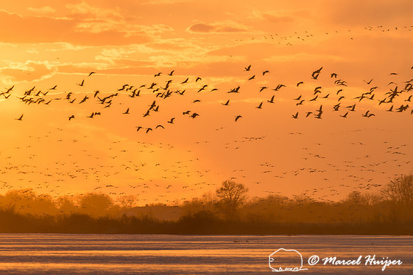 Sandhill cranes (Grus canadensis), Platte River, Nebraska, USA