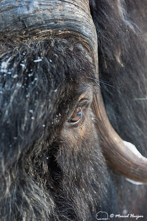 Detail of Muskox  (Ovibos moschatus) in winter, Sweden, captive