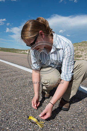 Brooke Stansberry investigates a roadkilled oriole (Icterus sp.)