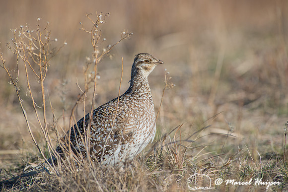Sharp-tailed grouse (Tympanuchus phasianellus), Nebraska, USA