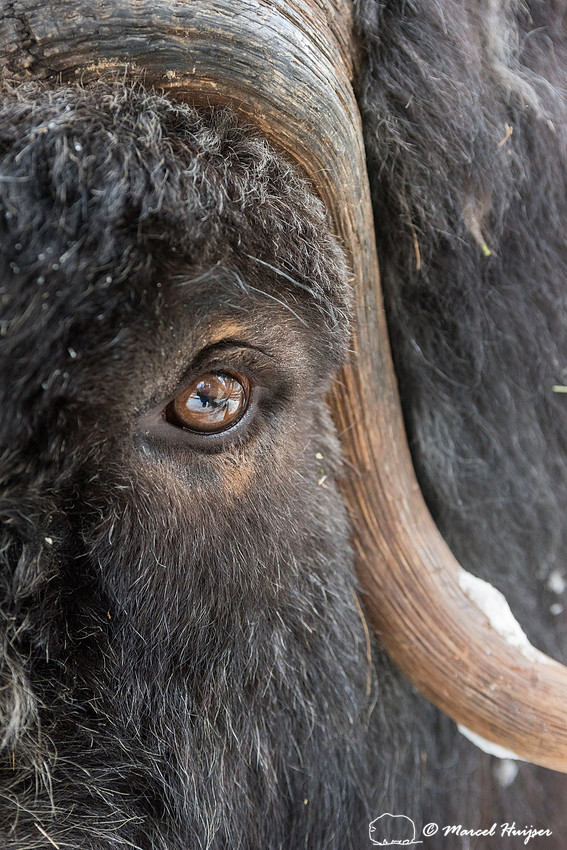 Detail of Muskox  (Ovibos moschatus) in winter, Sweden, captive