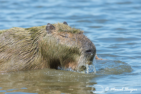 Capybara (Hydrochoerus hydrochaeris), Pantanal, Mato Grosso do S