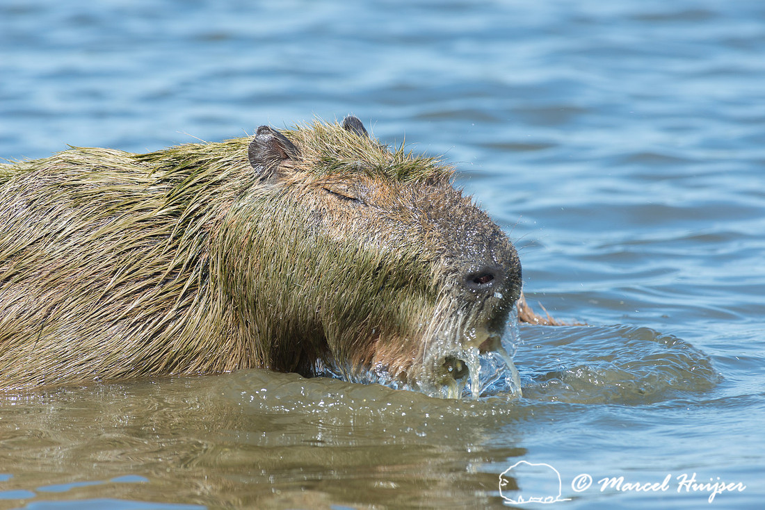 Capybara (Hydrochoerus hydrochaeris), Pantanal, Mato Grosso do S