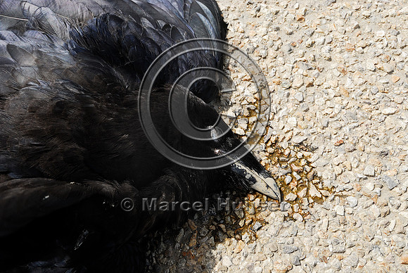 Common Raven (Corvus corax) roadkill, Montana, USA
