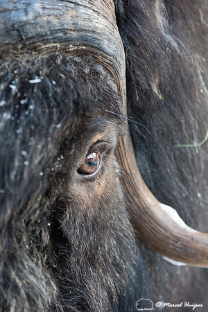 Detail of Muskox  (Ovibos moschatus) in winter, Sweden, captive
