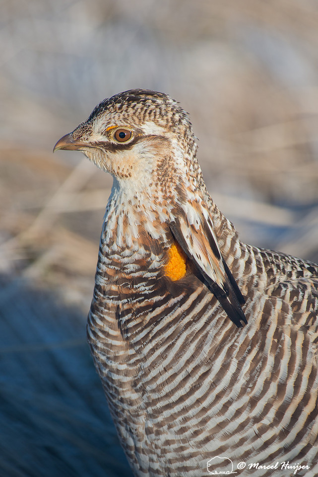 Greater prairie chicken (Tympanuchus cupido), Nebraska