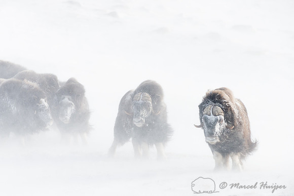 Muskoxen (Ovibos moschatus) return to confront person who distur