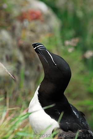Razorbill (Alca torda), Wales