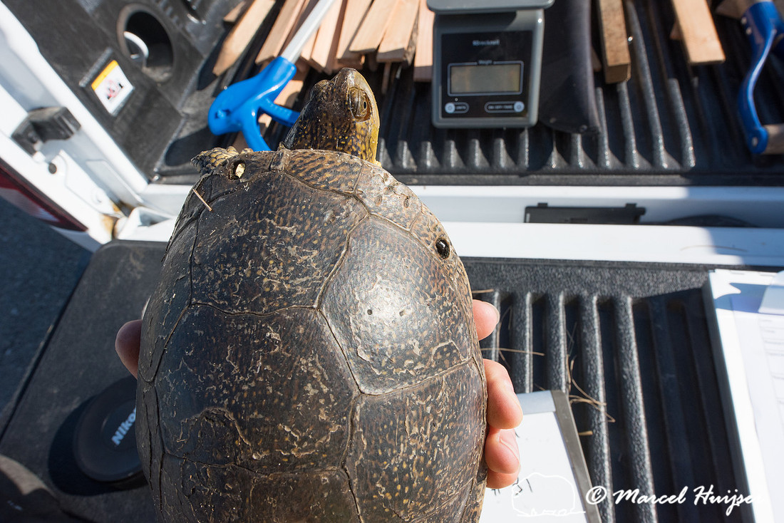 Blanding's turtle (Emydoidea blandingii) previously marked with